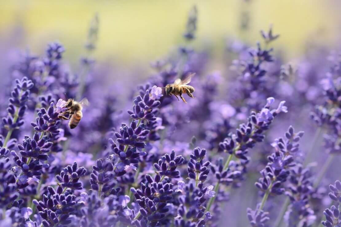 البروبوليس: أسرار النحل وعلاقته بتقوية المناعة البشرية