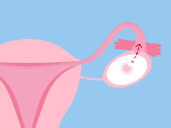 ما هي مدة الإباضة؟ وكيف أستفيد منها ليحدث الحمل! 