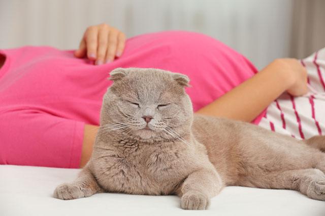 هل تؤثر القطط على خصوبة المرأة وتسبب العقم؟ 