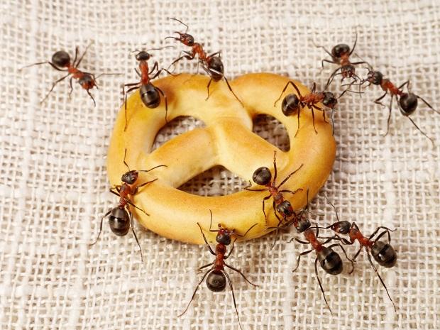 افكار منزلية بسيطة تقضي على النمل والحشرات في منزلك 