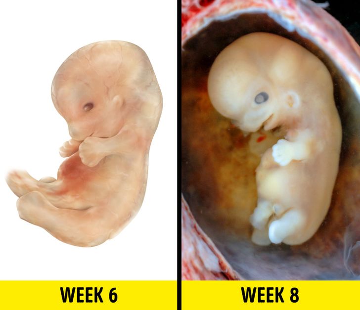 مراحل نمو الجنين : ماذا يفعل الجنين داخل رحمك؟    