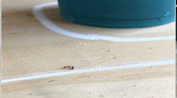 كيفية التخلص من تواجد النمل في منزلك و بالأخص في مطبخ🐜                                                                                         