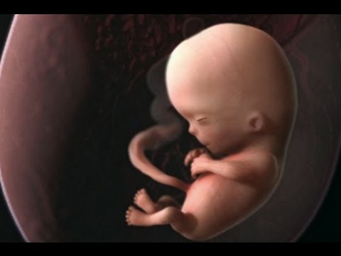 خلايا الجنين تستمر داخل جسد الأم ل27عاما