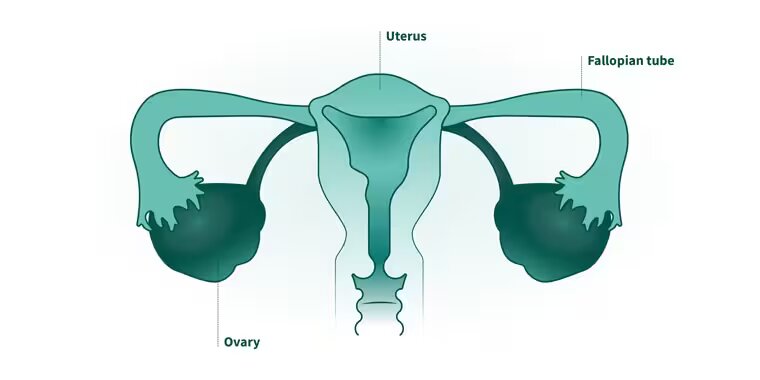 أسرار الجهاز التناسلي للمرأة ودوره في حدوث الحمل