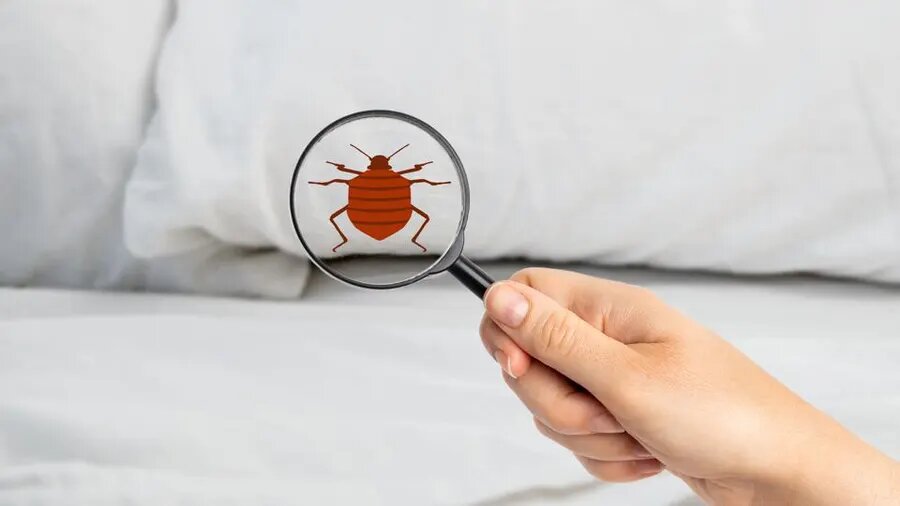 علامات الغزو: كيف تكتشفي وجود الحشرات في منزلكِ!